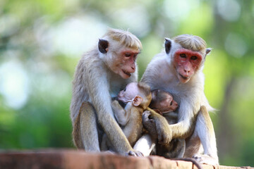 Fototapeta premium mother and baby