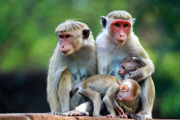mother and baby macaque