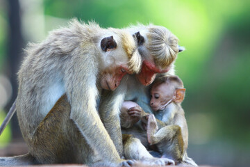 mother and baby macaque