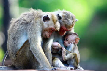 mother and baby macaque