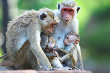 mother and baby macaque