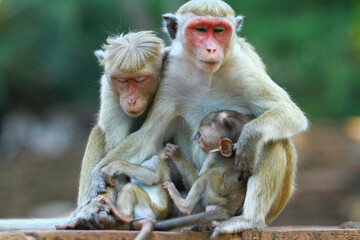 Obraz premium japanese macaque in the zoo