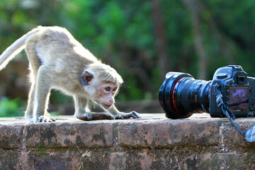 baby goat on a swing