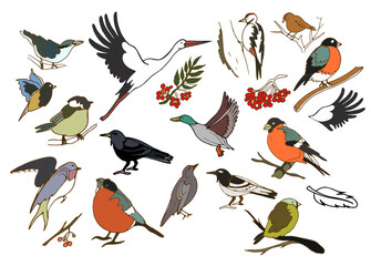 Fototapeta premium Isolated vector set with migratory and wintering birds on white background. Stork,c row, rook, swallow, nightingale, tit, bullfinch,siskin,goldfinch,nuthatch. The flight of birds to the southern edge.