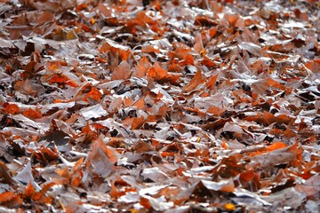 Des feuilles d'arbres mortes posées sur le sol en hiver