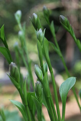 close up of a plant