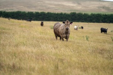 Stud Beef bulls, fat cows and calves grazing on grass in a field, in Australia. breeds of cattle include speckled park, murray grey, angus, brangus and wagyu on long pasture in a dry summer
