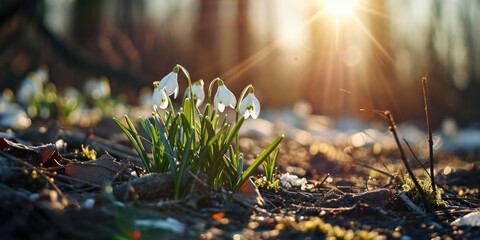 Beautiful group of dewdrops in the grass shot in a lightspot as the light from the sun falls on them at the beginning of the spring in portrait orientation