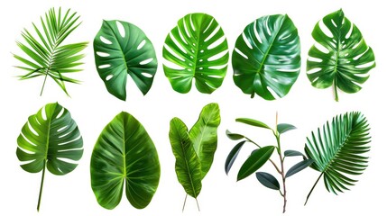 Fototapeta na wymiar A collection of tropical leaves on a white background. This versatile image can be used for various purposes