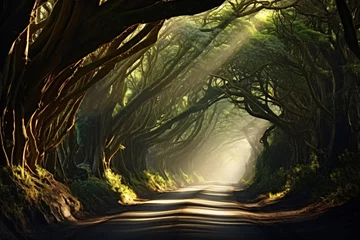 Papier Peint photo Lavable Route en forêt Sunlight Streams Through a Canopy of Tunnel Fall Foliage