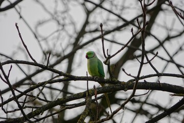 Une perruche à collier sur une branche d'arbre dans le parc des Buttes-Chaumont en hiver