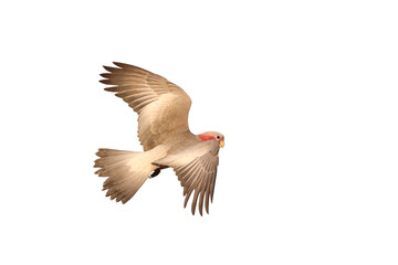 Beautiful flying Galah Cockatoo isolated on transparent background png file