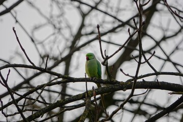 Une perruche à collier sur une branche d'arbre dans le parc des Buttes-Chaumont en hiver