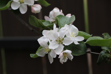 apple flower