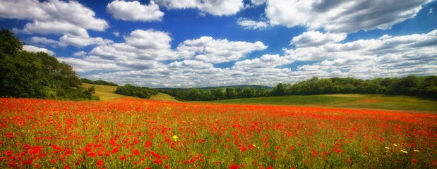 Fototapete Rund Poppy Fields of Kent England UK © John Gilham 