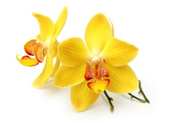 Obraz na płótnie Canvas Beautiful yellow orchid flower on white background