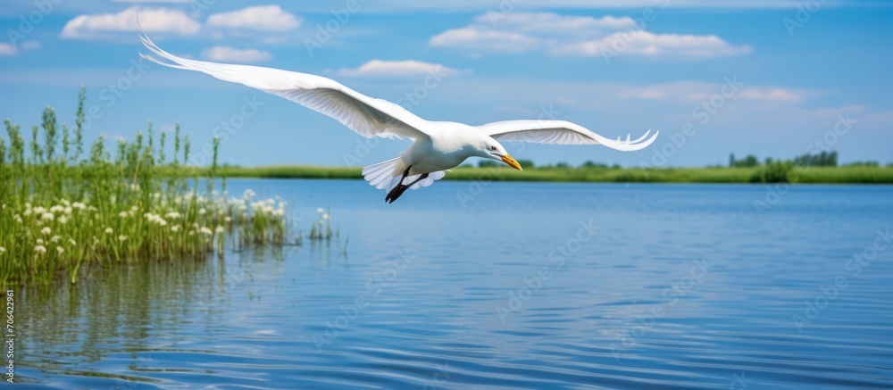 Poster A white bird flying over the peaceful Danube Delta, highlighting its incredible biodiversity and unique eco system.