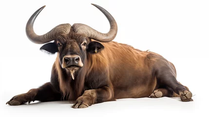 Afwasbaar Fotobehang Buffel buffalo lay in white background
