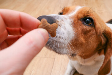 The cute dog receives tasty food as a reward for completing the command. Dog gets a treat as a...