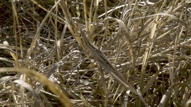 Mimesis. Insects have a great mimicry ability. The camera hits the grass and suddenly a straight-winged one flies out there - 8 cm long locust Saga pedo. Super slow motion 1000 fps.