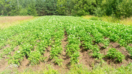 Fototapeta na wymiar Potato field. Flowering of nightshade crops, potato flowers during flowering, green potato tops on summer day, ecological products concept