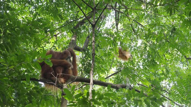 a baby orangutan climbs in the rainforest canopy while its mother rests on a tree branch of gunung leuser national park on sumatra, indonesia