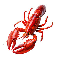 Lobster isolated on the transparent background.