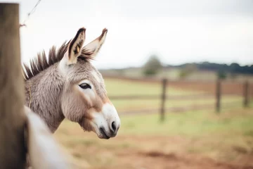 Tuinposter single donkey with perked ears near a farm fence © Natalia