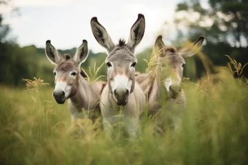 Fotobehang donkeys with perked ears in a lush meadow © Natalia