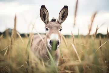 Zelfklevend Fotobehang donkey in a field with perked ears facing camera © Natalia