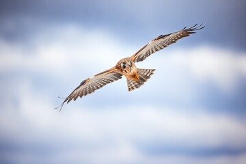 Obraz premium harrier in flight with a cloudy sky backdrop