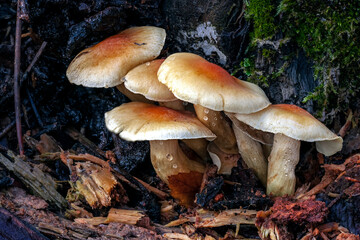 Setas en el castañar