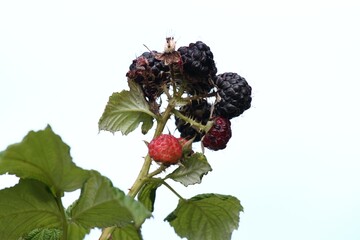 Branch with black raspberries lat. Rubus occidentalis in the garden. Detail of bush branch with ripening raspberries called Black Jewel, white background. - obrazy, fototapety, plakaty
