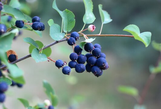 Branch with berries of Amelanchier alnifolia called Smoky Saskatoon, Pacific serviceberry, western serviceberry or dwarf shadbush. Detail of shrub branch with edible berry-like fruits.