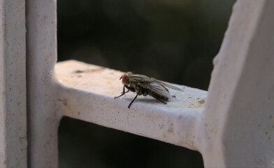 Big House Fly resting on winter sun.