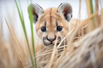 Deurstickers puma crouched in tall mountain grasses © Natalia
