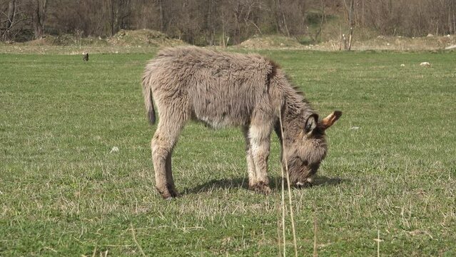 Fluffy donkey grazing the pasture