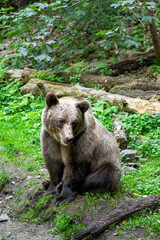 Brown bear seen on the Transfagarasan mountain road in the Carpathian Mountains, Romania during September 