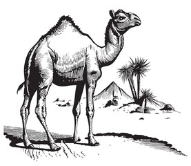 Camel on the background of the pyramids hand drawn sketch Vector illustration