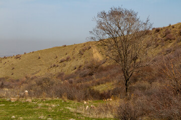 dry tree against the background of a dune