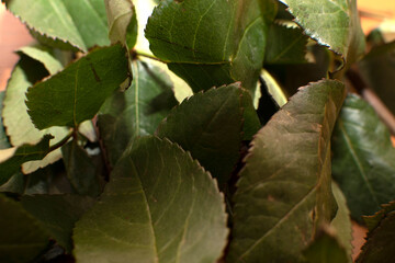 Close up of  a green leaves of a roses