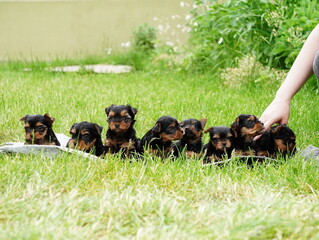 Yorkshire Terrier Puppies sitting on green grass. A Group of cute Puppies Dogs on the nature. Domestic pets