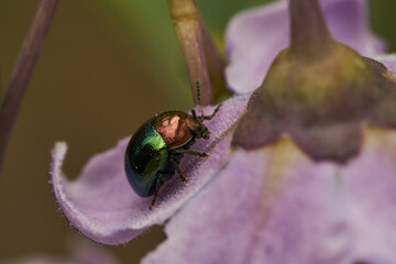 A metallic beetle standing on a purple Chrysomelidae flower