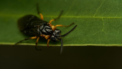 Black and yellow insect, Fly Sierra del Sen del Campo Adurgoa gonagra