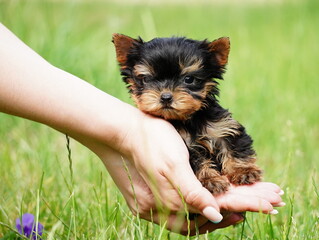 A little Yorkshire Terrier Puppy Sits in the arms of a girl against the background of green grass. Cute dog. Copy space for text
