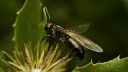 Details of an ant with wings perched on a leaf