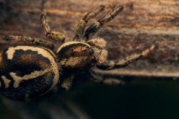 A brown jumping spider perching on a branch.
