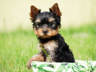 Yorkshire Terrier Puppy Sitting in a white wicker basket on Green Grass. Fluffy, cute dog Looks at the Camera. Domestic pets