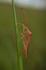 grasshopper on the grass