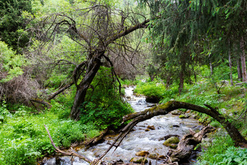 dry tree across the stream
